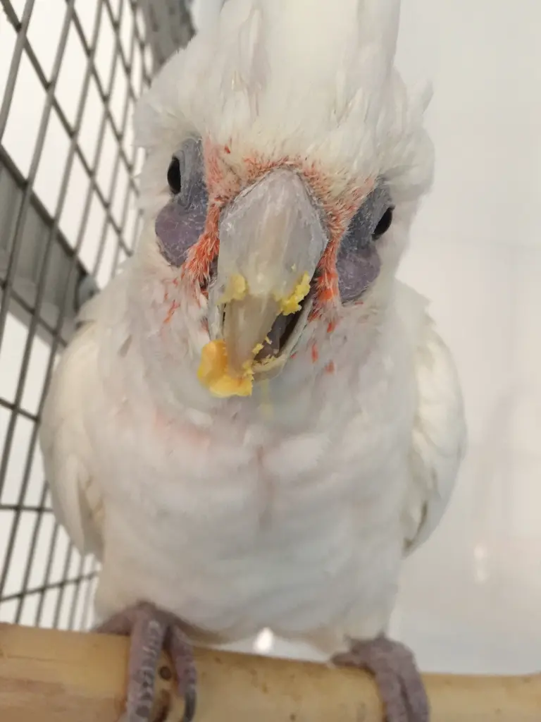 Andachtsbild von Andrea