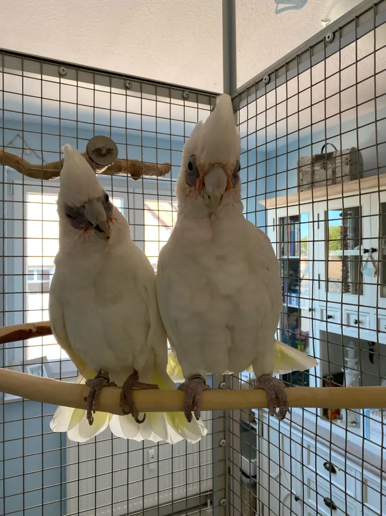 Andachtsbild von Andrea