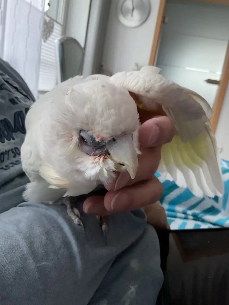 Andachtsbild von Andrea