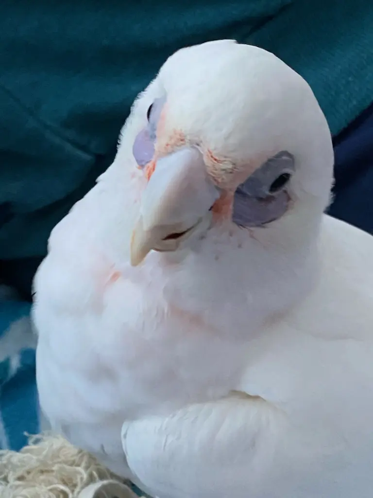 Andachtsbild von Andrea