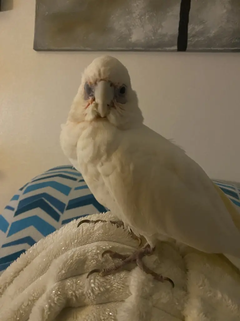 Andachtsbild von Andrea