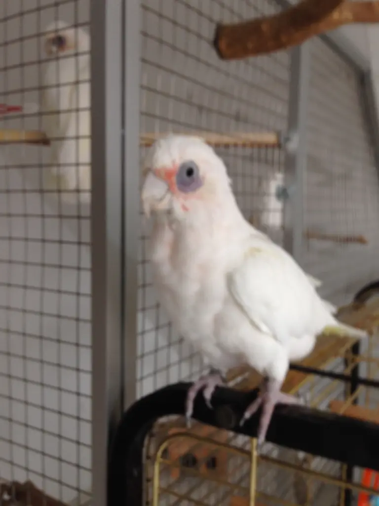 Andachtsbild von Andrea