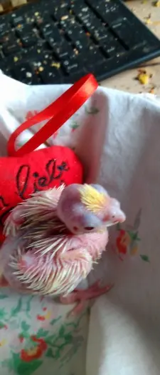 Andachtsbild von Michael mit Anna, Gizmo und Maxl im Herzen