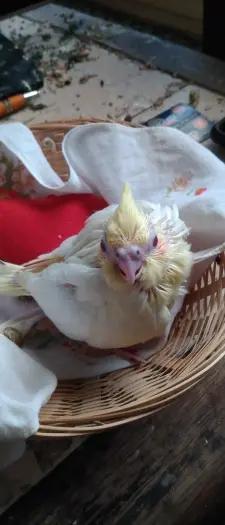 Andachtsbild von Michael mit Anna, Gizmo und Maxl im Herzen