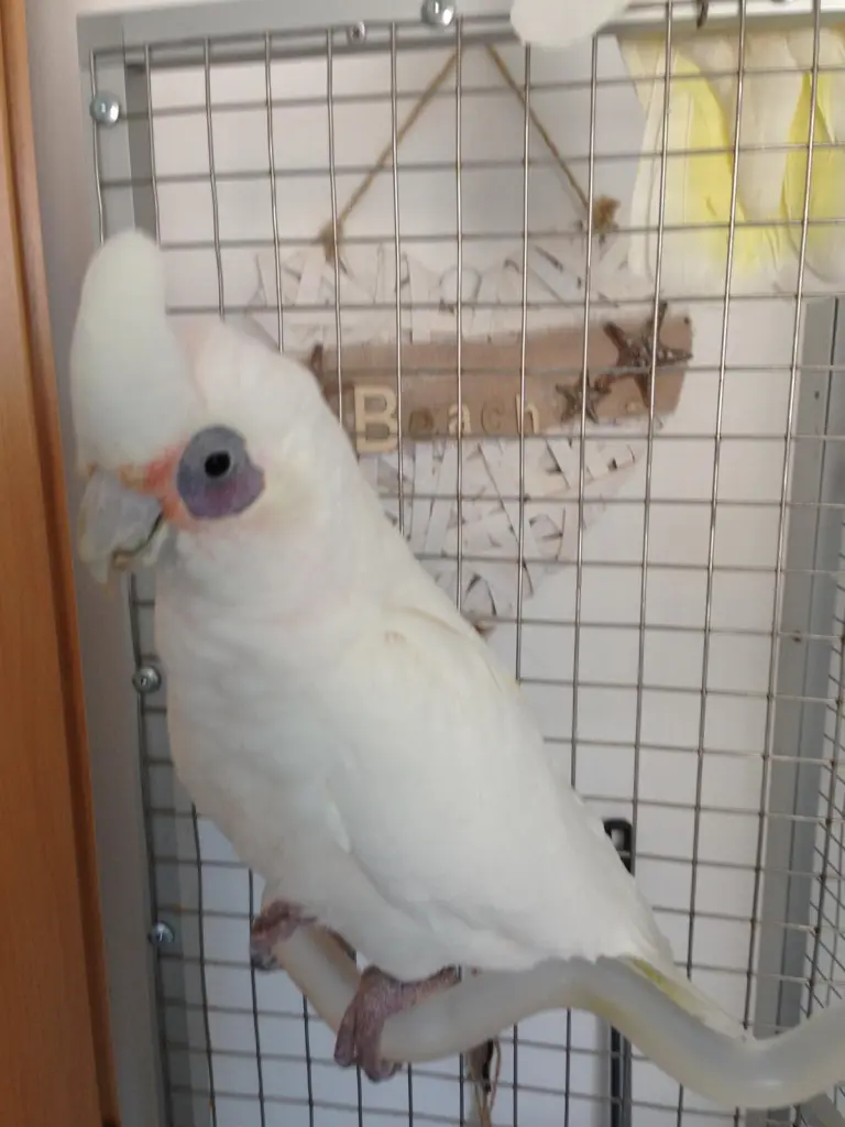 Andachtsbild von Andrea