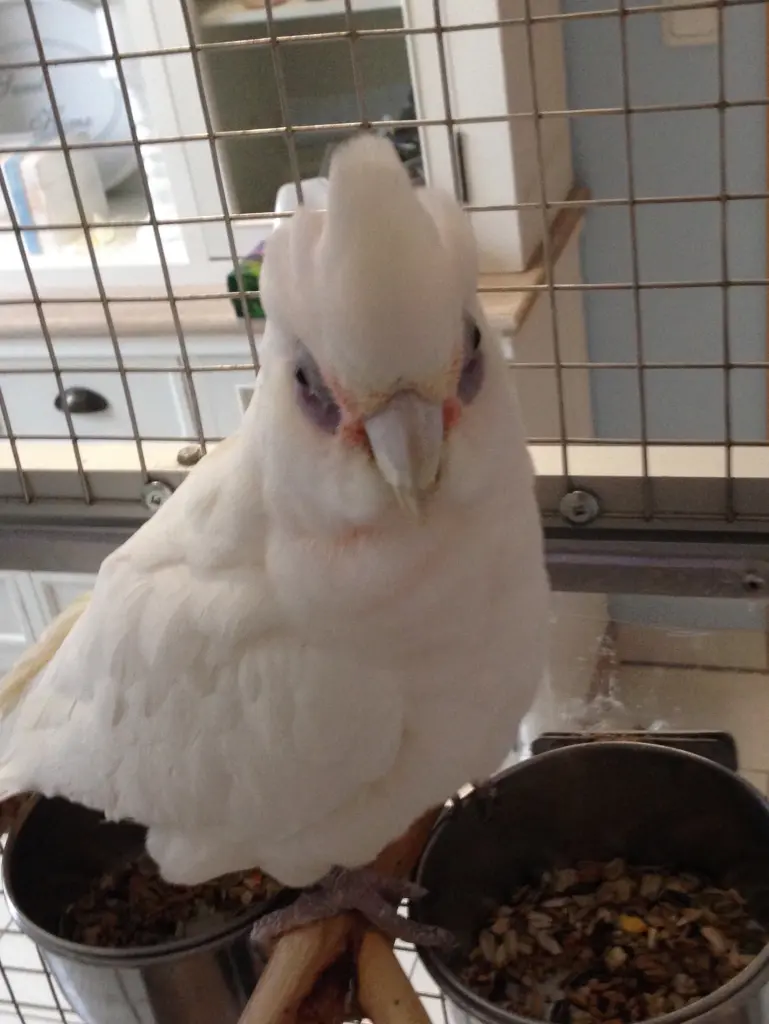 Andachtsbild von Andrea