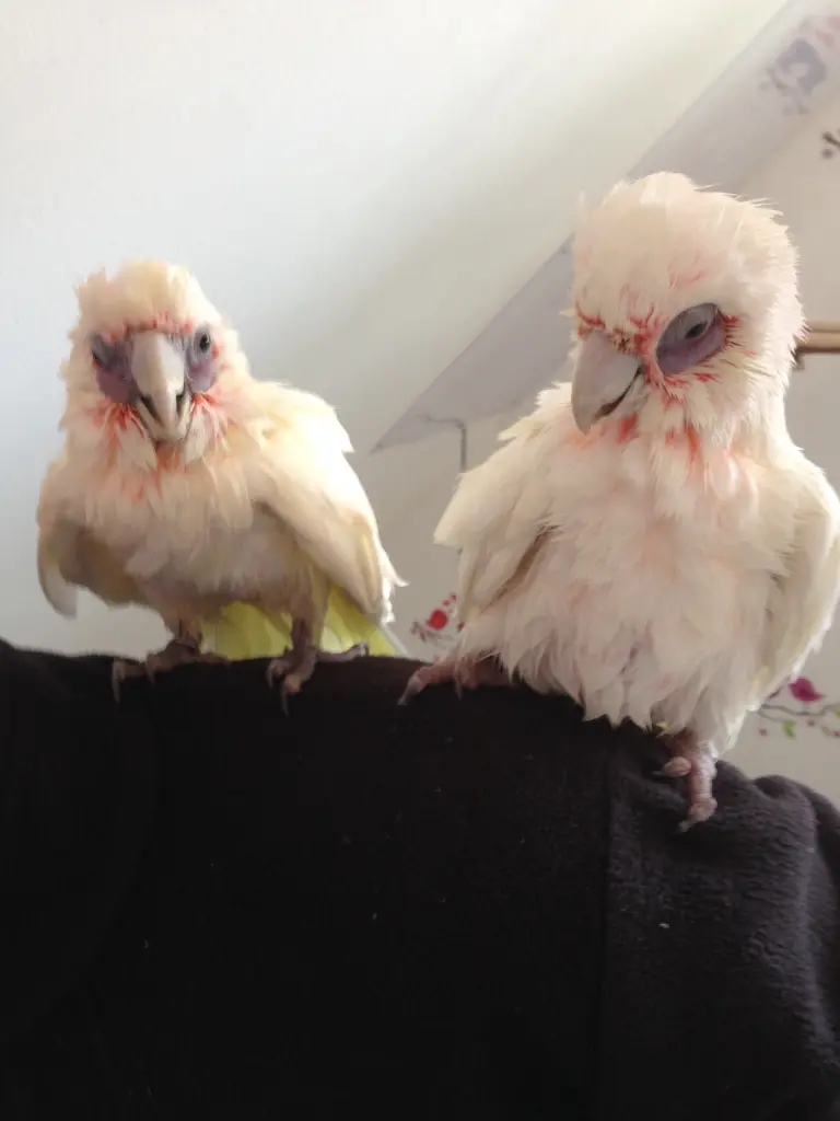 Andachtsbild von Andrea