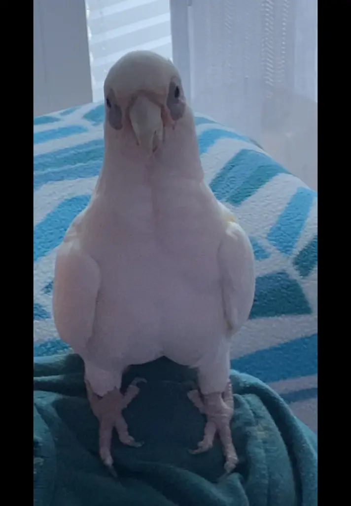 Andachtsbild von Andrea