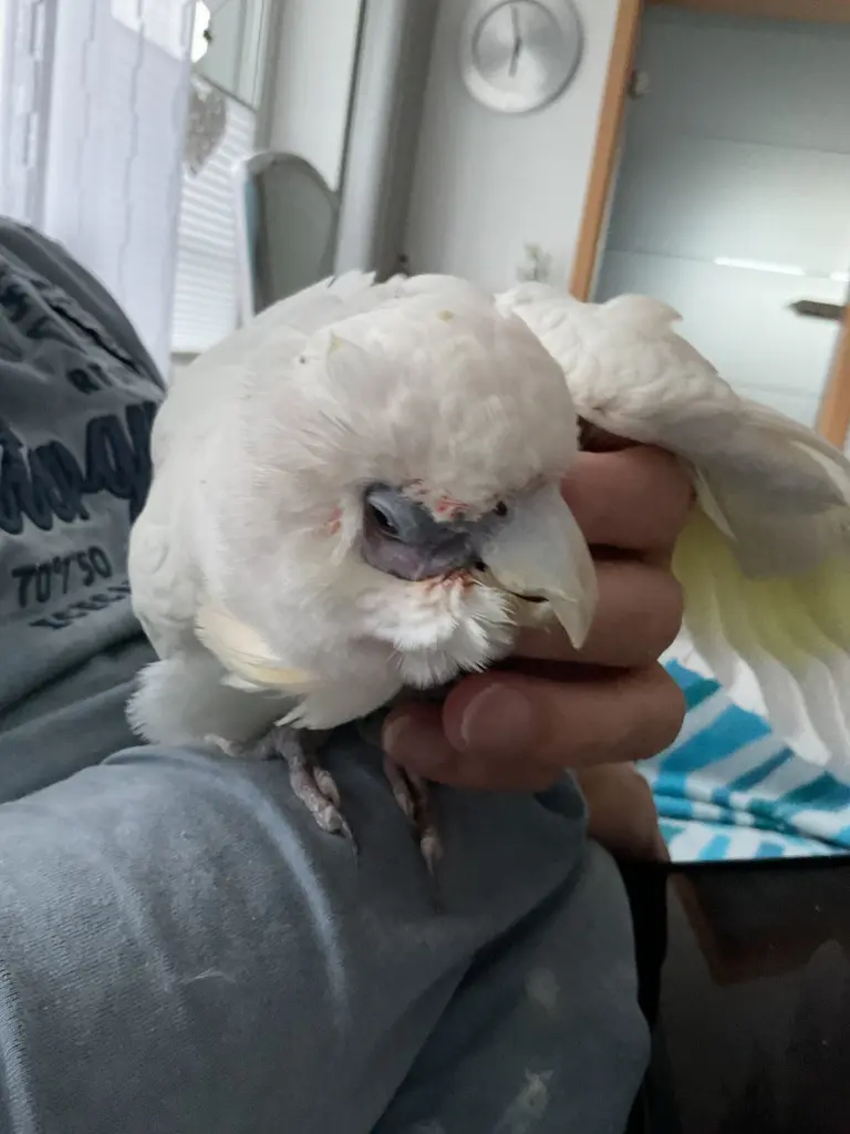 Andachtsbild von Andrea