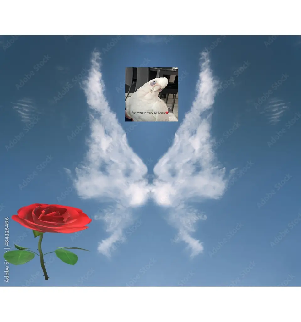 Andachtsbild von Michael mit Anna, Gizmo, Maxi und Chico im Herzen