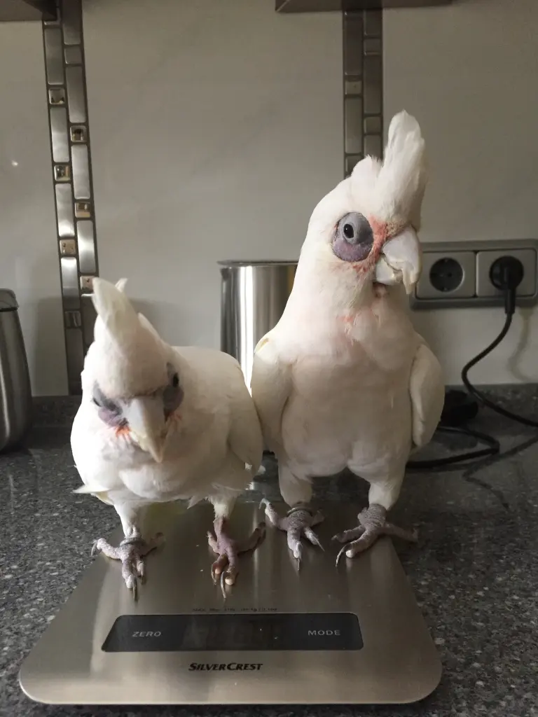 Andachtsbild von Andrea