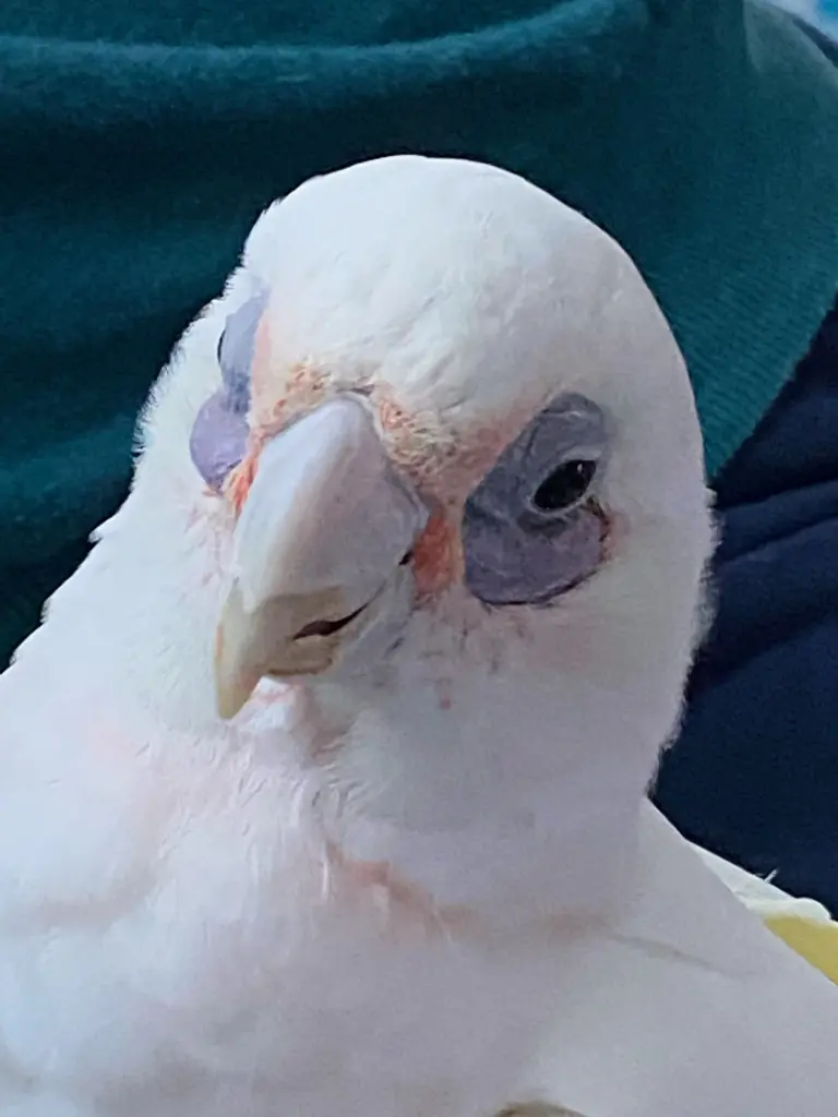 Andachtsbild von Andrea