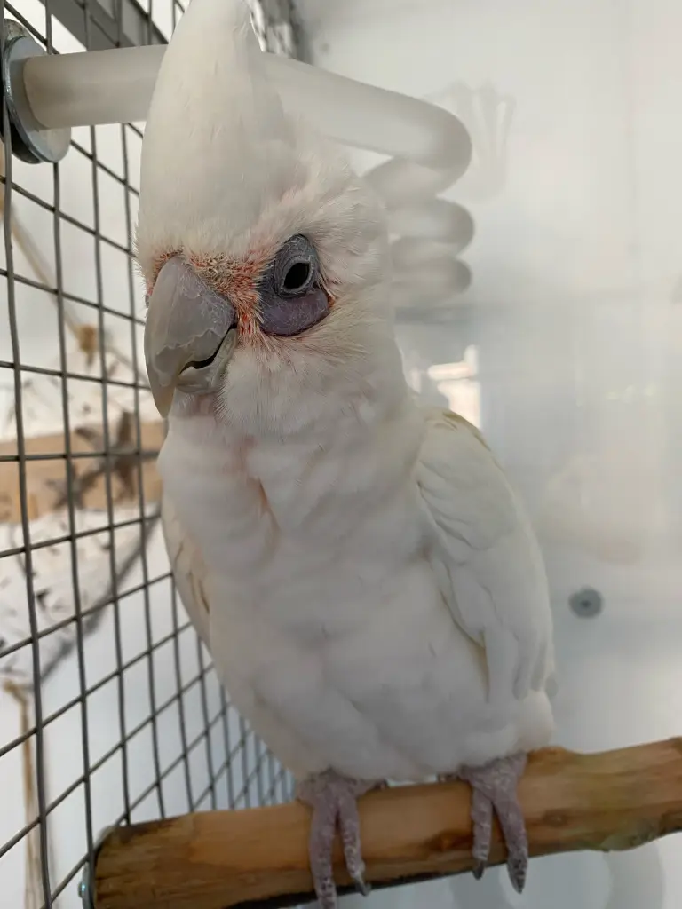 Andachtsbild von Andrea