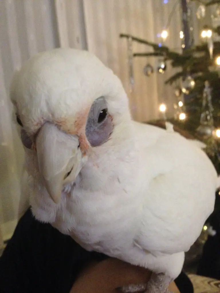 Andachtsbild von Andrea