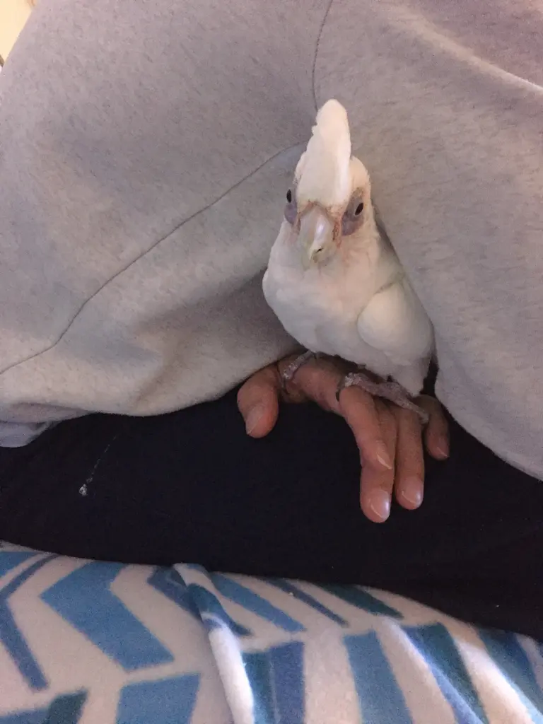 Andachtsbild von Andrea