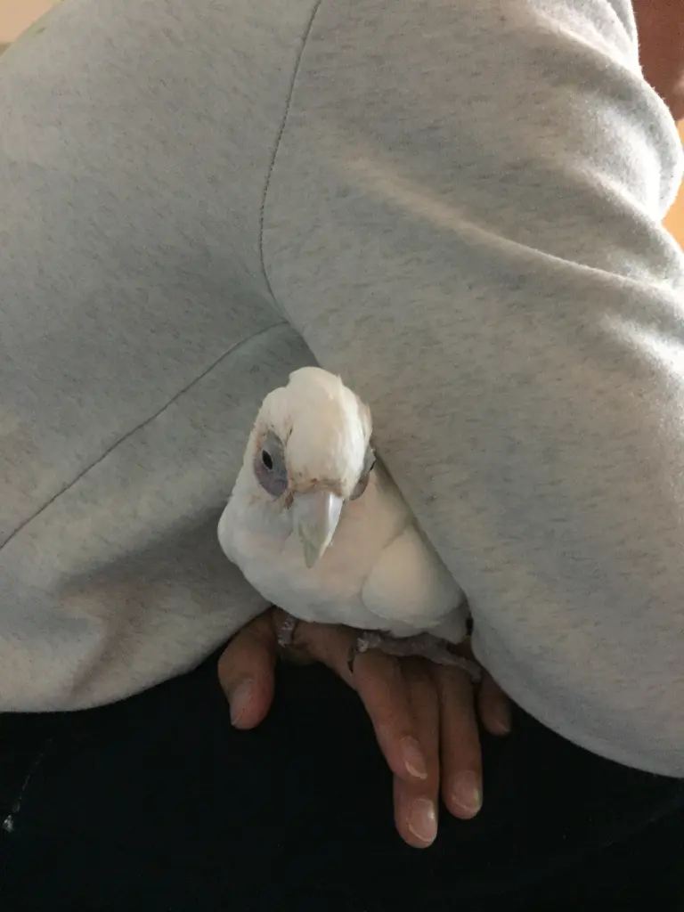 Andachtsbild von Andrea