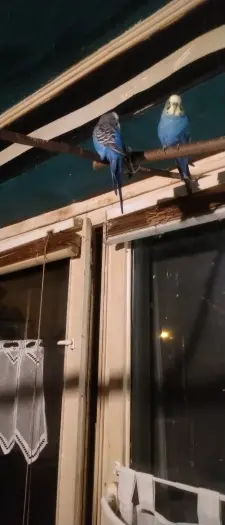 Andachtsbild von Michael mit Anna, Gizmo, Maxi , Chico und Bubi im Herzen im Herzen