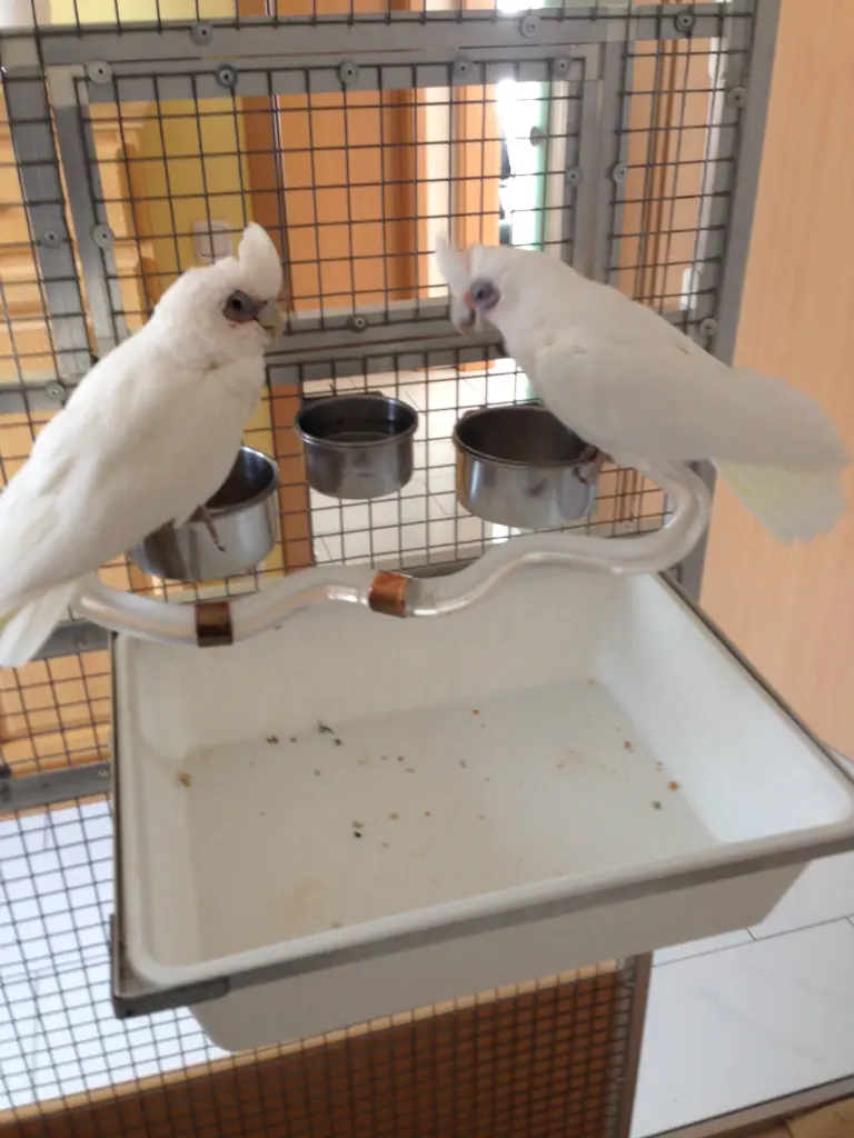 Andachtsbild von Andrea