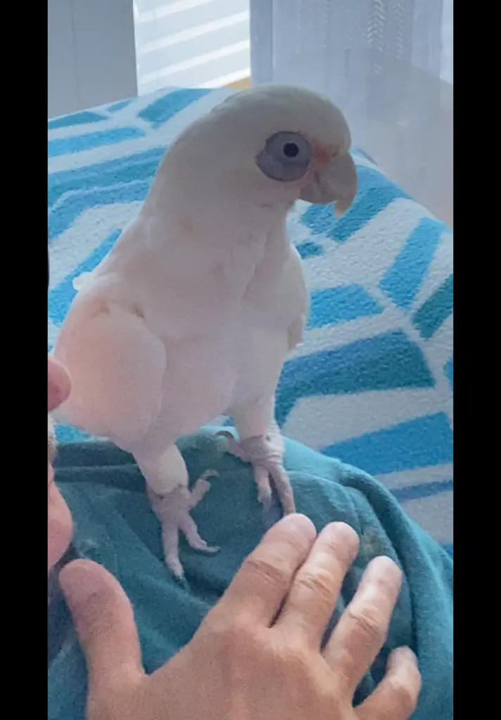 Andachtsbild von Andrea