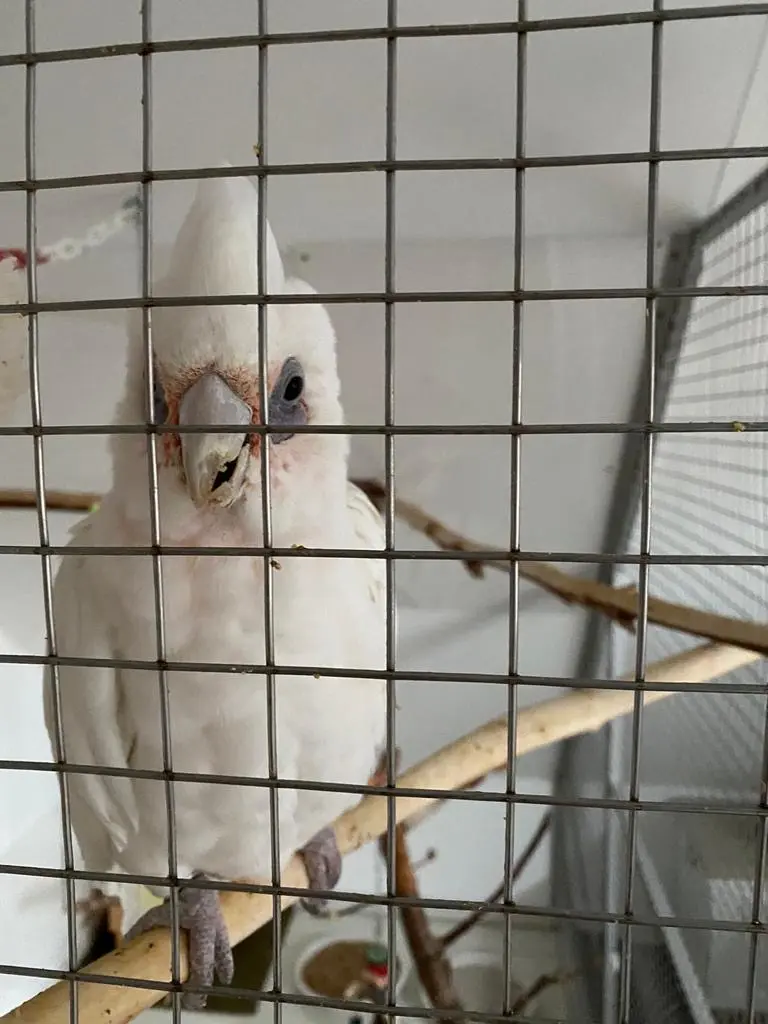 Andachtsbild von Andrea