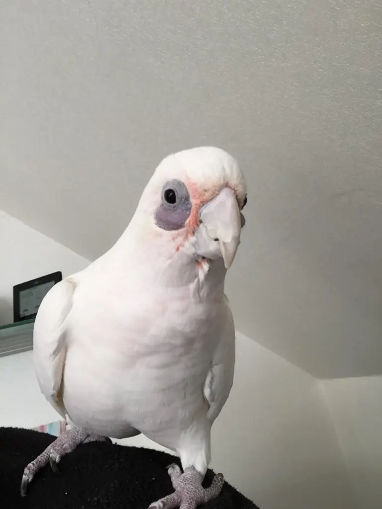 Andachtsbild von Andrea