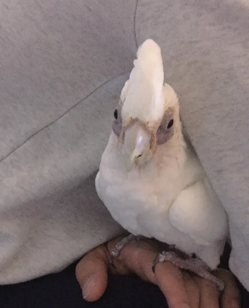 Andachtsbild von Andrea