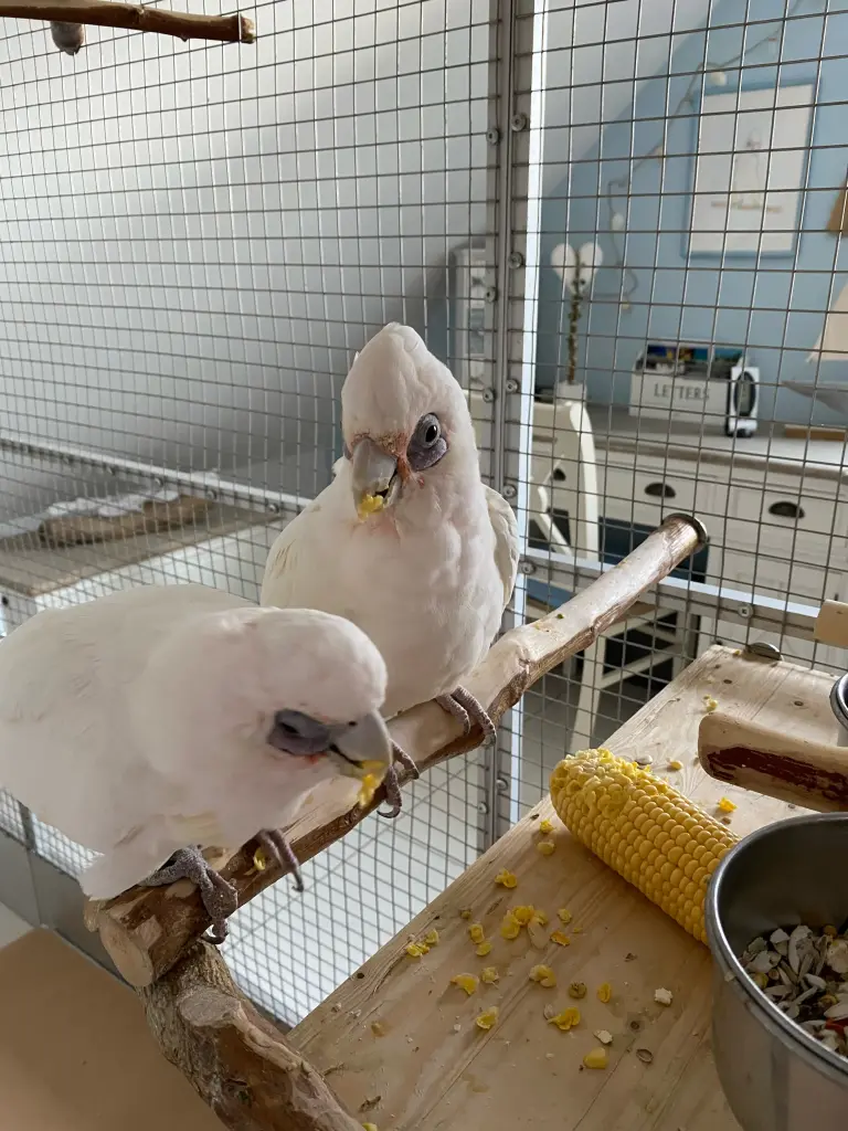 Andachtsbild von Andrea