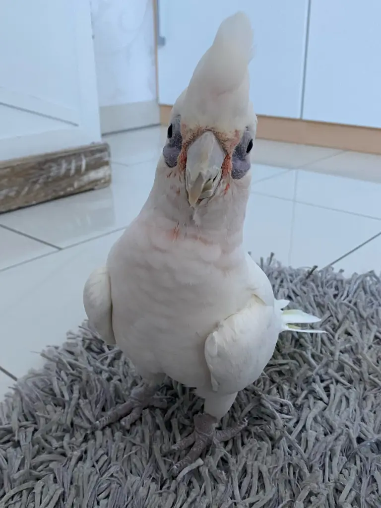 Andachtsbild von Andrea 