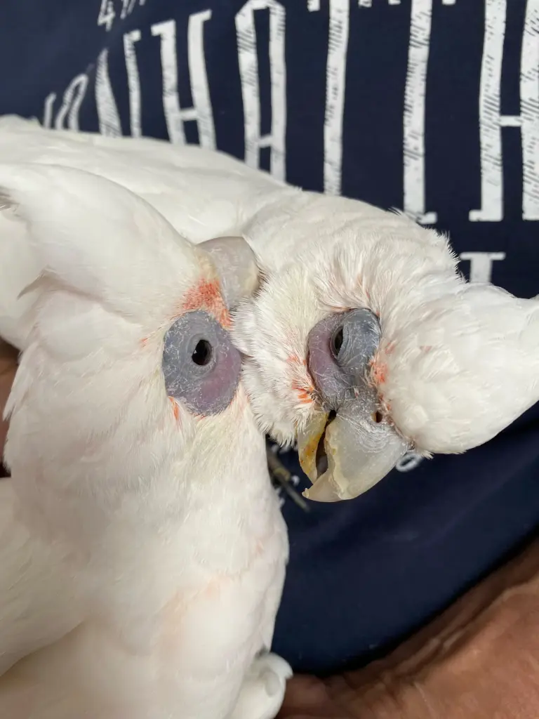 Andachtsbild von Andrea