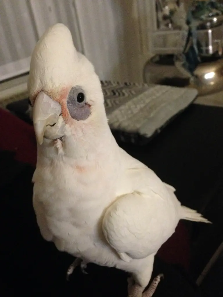 Andachtsbild von Andrea