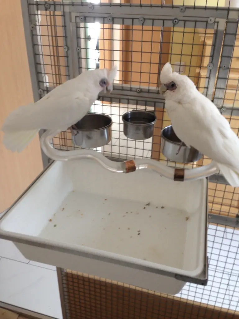 Andachtsbild von Andrea