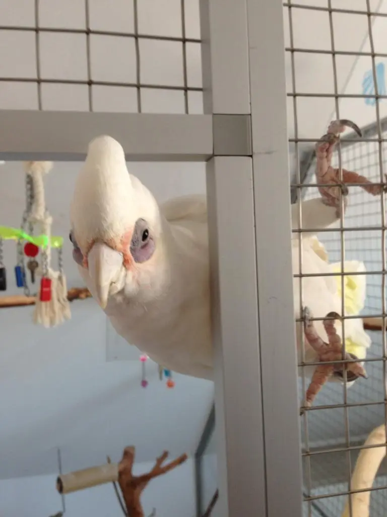 Andachtsbild von Andrea