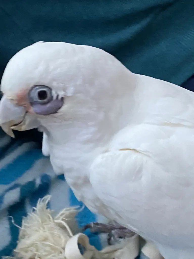 Andachtsbild von Andrea