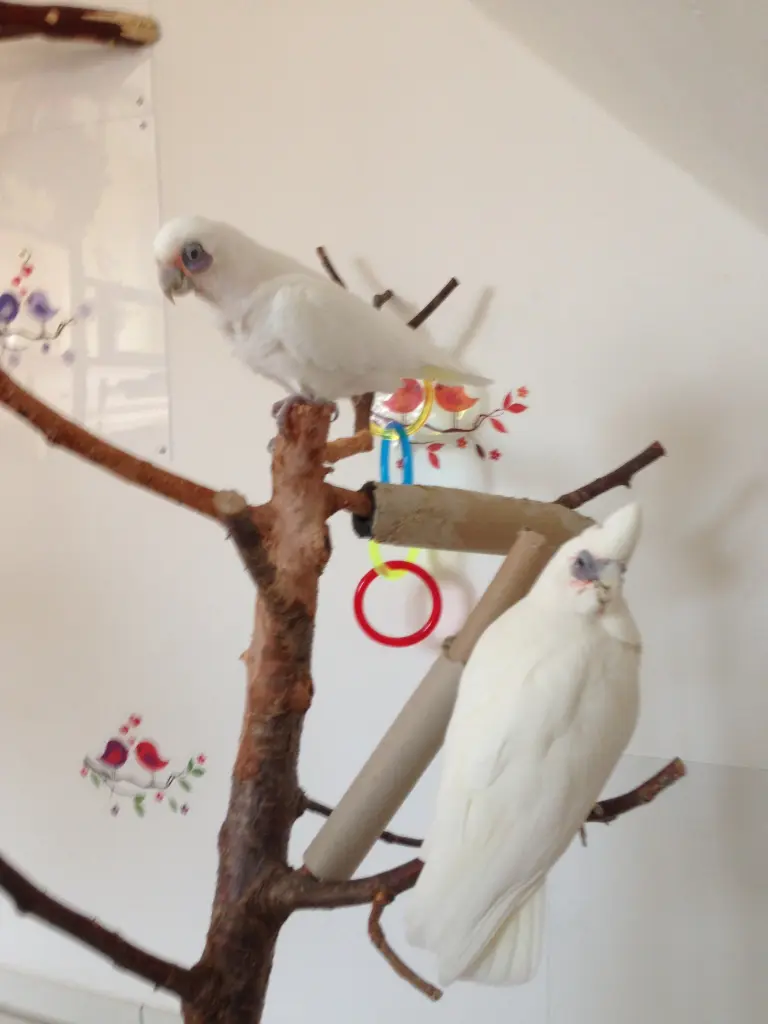 Andachtsbild von Andrea