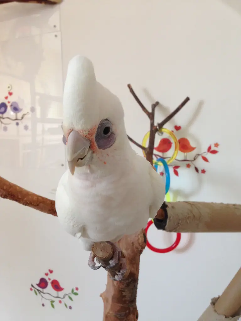 Andachtsbild von Andrea