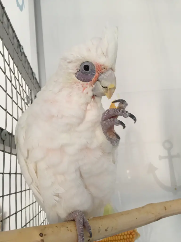 Andachtsbild von Andrea