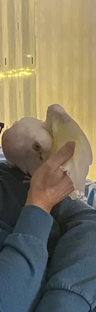 Andachtsbild von Andrea