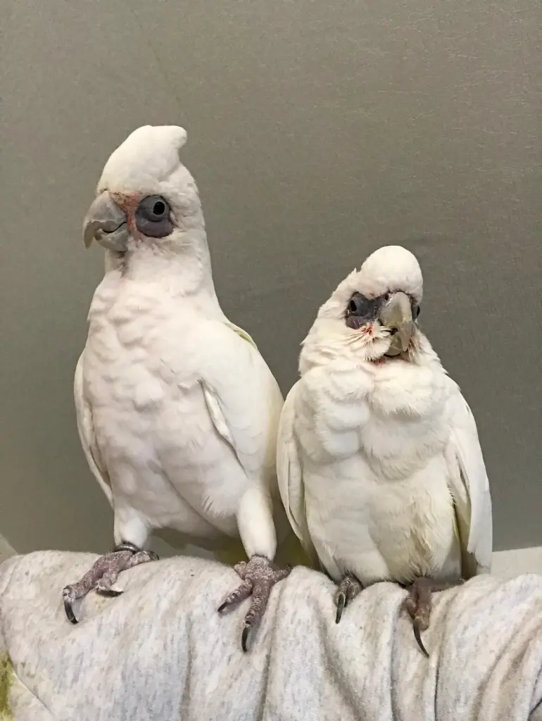 Andachtsbild von Andrea