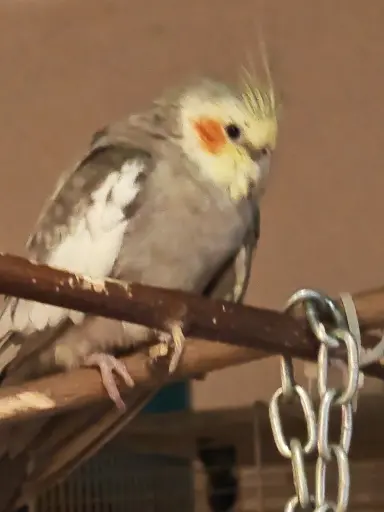 Andachtsbild von Micha s Federwölkchen