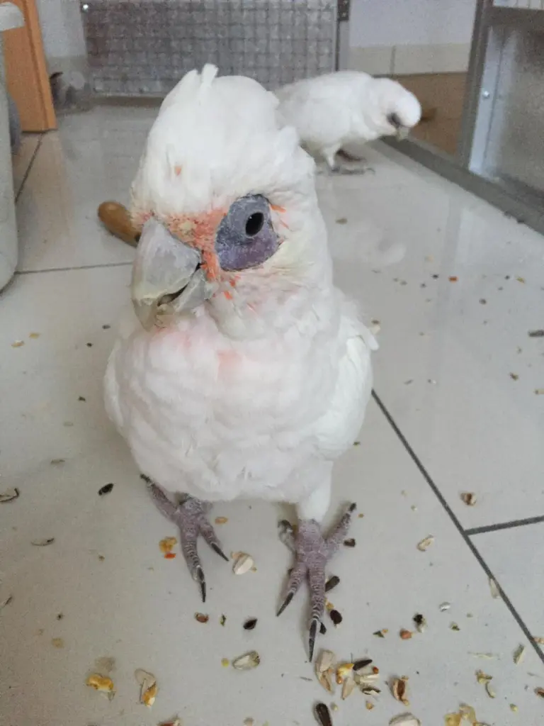 Andachtsbild von Andrea