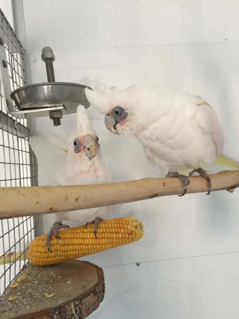 Andachtsbild von Andrea