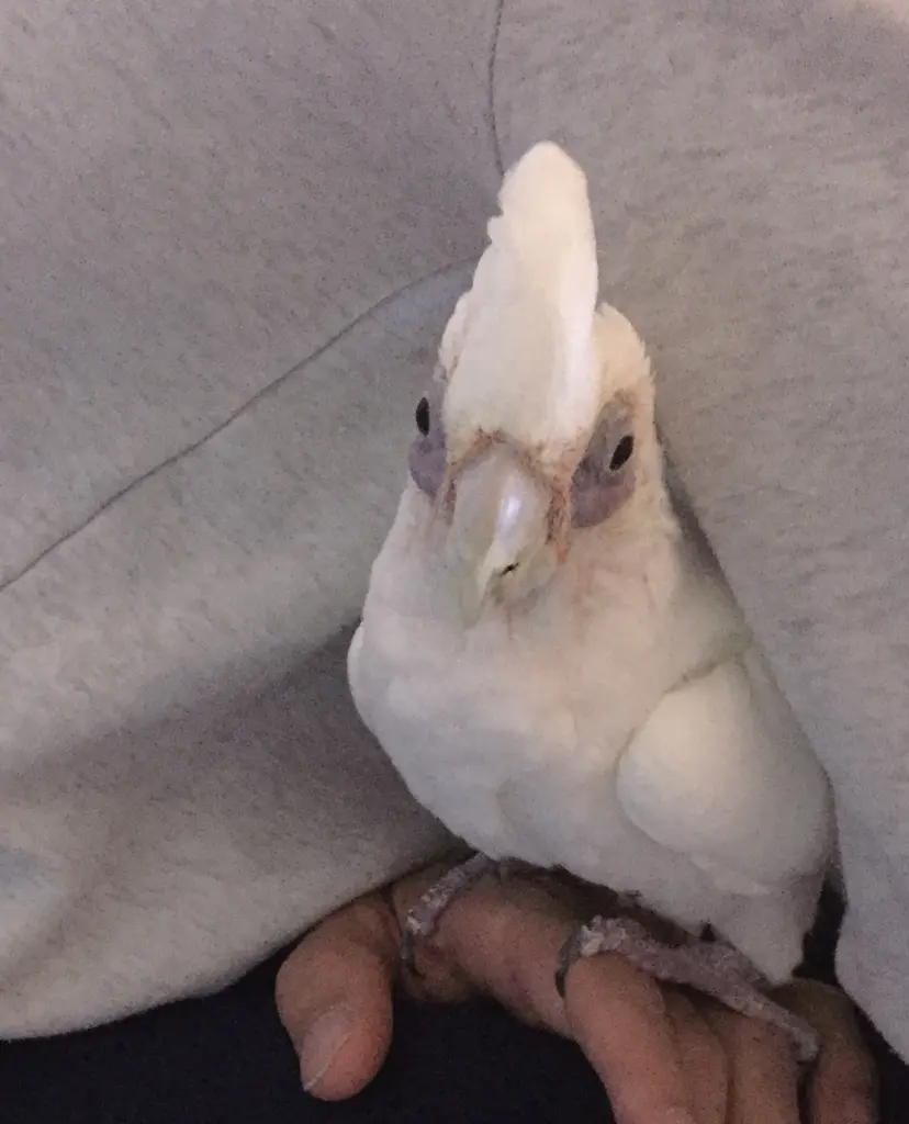 Andachtsbild von Andrea