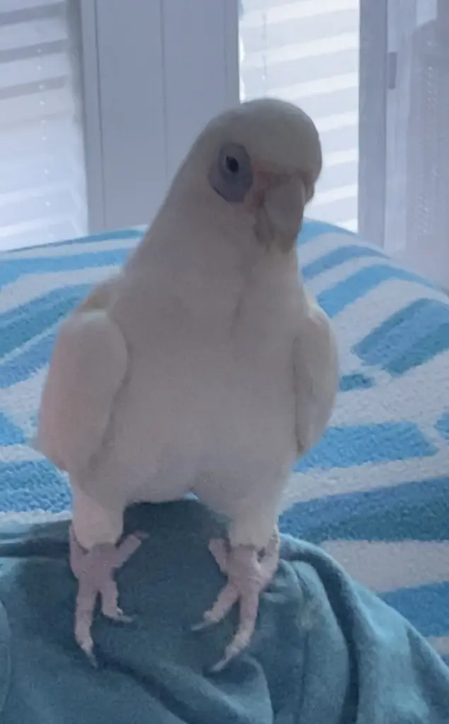 Andachtsbild von Andrea