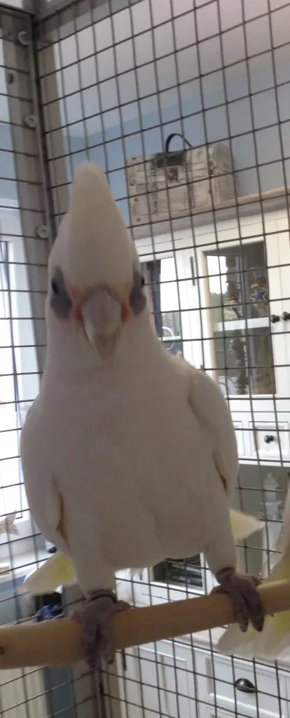 Andachtsbild von Andrea