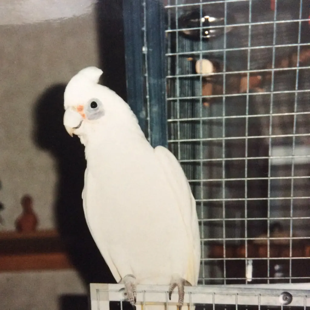 Andachtsbild von Andrea