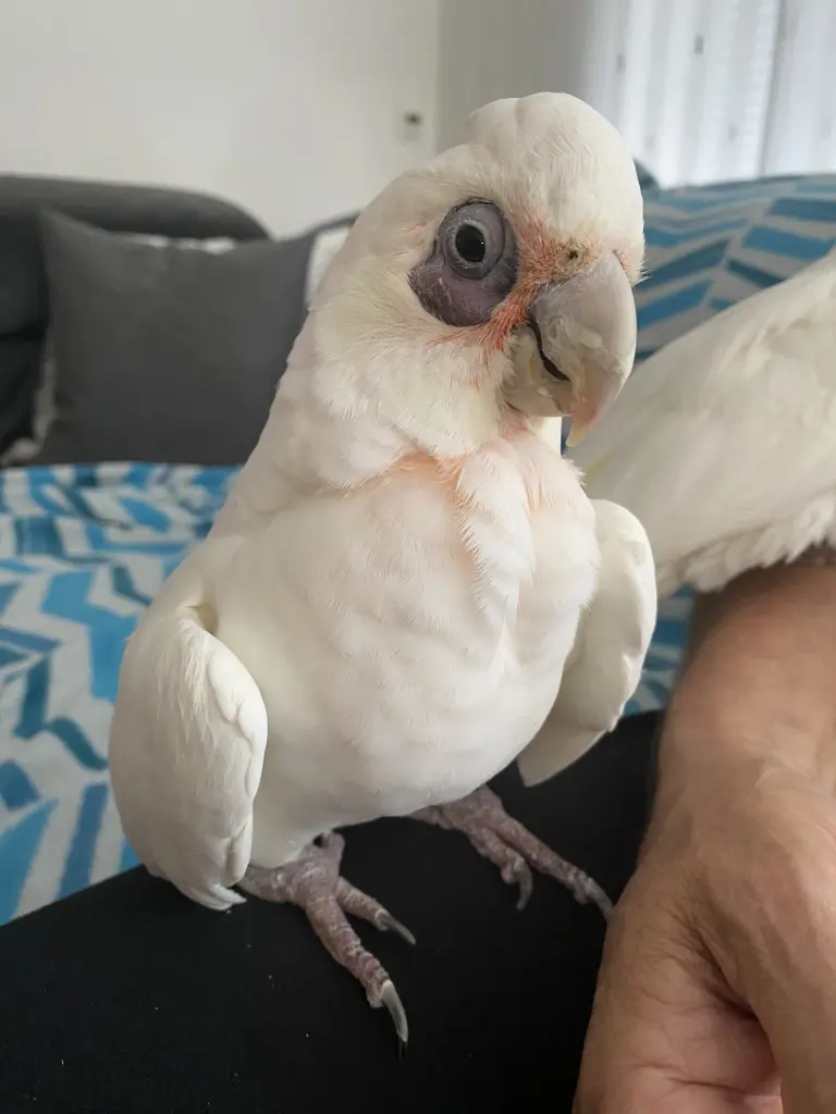 Andachtsbild von Andrea