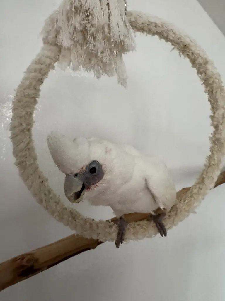 Andachtsbild von Andrea