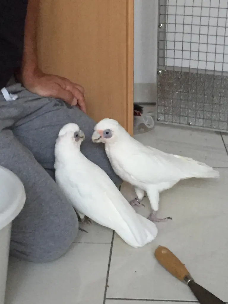 Andachtsbild von Andrea