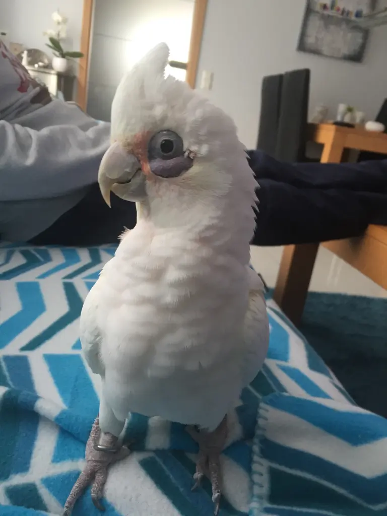 Andachtsbild von Andrea