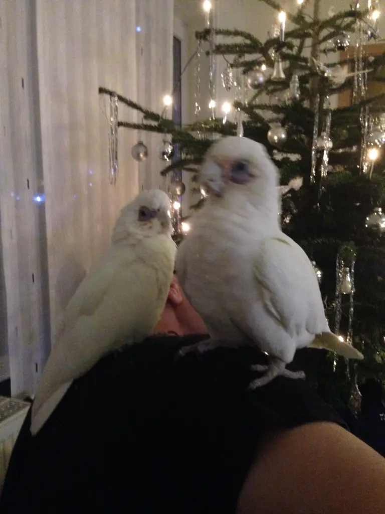 Andachtsbild von Andrea